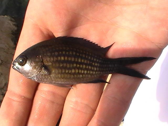 pestisoriii de aur - pic6067.JPG